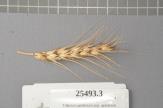 Click for 1 image(s) for this accession. Spike